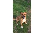 Adopt Olly a Labrador Retriever / Golden Retriever / Mixed dog in Scottsboro