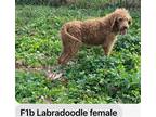 Adopt Scarlett a Labrador Retriever / Poodle (Standard) / Mixed dog in