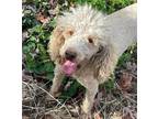 Adopt Teddy a Poodle (Miniature) / Mixed dog in Scottsboro, AL (41401820)