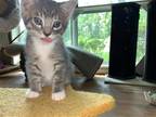 Adopt Comet a Russian Blue / Mixed (short coat) cat in Scottsboro, AL (41432140)