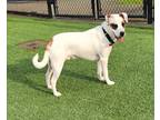 Adopt Satch a White - with Brown or Chocolate Boxer / Mixed dog in Dalton