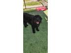 Adopt Nova a Black Poodle (Standard) / German Shepherd Dog / Mixed dog in