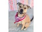 Adopt Bailey a Black Mouth Cur / American Pit Bull Terrier / Mixed dog in