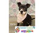 Adopt Dorie a American Pit Bull Terrier / Mixed dog in Gautier, MS (40698944)