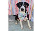 Adopt Holly a Pointer / Greater Swiss Mountain Dog / Mixed dog in Gautier