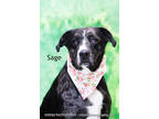 Adopt Sage a Black Catahoula Leopard Dog / Mixed Breed (Medium) / Mixed (short