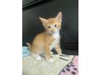 Adopt TINTIN Baby a Orange or Red (Mostly) American Shorthair / Mixed (short