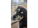 Adopt Lacey a Great Pyrenees / Mixed Breed (Medium) / Mixed dog in Tool