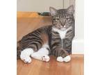 Adopt Emily a Brown Tabby American Shorthair / Mixed (short coat) cat in