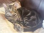 Adopt Will a Brown Tabby American Shorthair / Mixed (short coat) cat in Houston