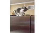 Adopt Cliffhanger a Gray, Blue or Silver Tabby American Shorthair / Mixed (short