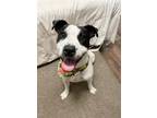Adopt AVA a White - with Black American Staffordshire Terrier / Labrador