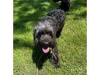 Adopt Midnight a Australian Shepherd / Poodle (Standard) / Mixed dog in