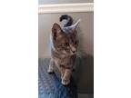 Adopt Smokey a Russian Blue / Mixed (short coat) cat in Scottsboro