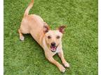 Adopt Ginger a Red/Golden/Orange/Chestnut Dachshund / Mixed dog in Mont Belvieu