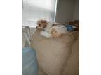 Adopt Callie a Tan/Yellow/Fawn - with White Cockapoo / Mixed dog in North