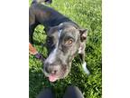 Adopt Winnie a Pit Bull Terrier / Mixed dog in Lincoln, NE (41431978)