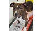 Adopt Cruze - LOVES KIDS a Brindle American Pit Bull Terrier / Mixed Breed