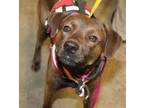 Adopt Speedy a Black Labrador Retriever / Mixed Breed (Medium) / Mixed (short