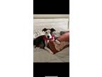 Adopt Petey a Black - with White Collie / Labrador Retriever / Mixed dog in