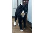 Adopt Jasper a All Black Domestic Shorthair / Mixed Breed (Medium) / Mixed