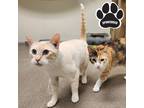 Adopt Riley & Tessa a Cream or Ivory Domestic Shorthair / Mixed Breed (Medium) /