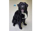 Adopt Chowder a Black Newfoundland / Mixed Breed (Medium) / Mixed (short coat)