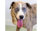 Adopt Crystal a Catahoula Leopard Dog / Labrador Retriever / Mixed dog in
