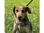 Adopt Maggie a Tricolor (Tan/Brown & Black & White) Beagle / Cattle Dog / Mixed