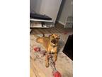 Adopt Zeus a Red/Golden/Orange/Chestnut - with White Redbone Coonhound / German