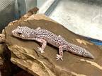 Adopt 42705 - Austin a Lizard reptile, amphibian, and/or fish in Ellicott City