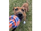 Adopt Keysha a Brown/Chocolate - with White American Staffordshire Terrier /
