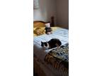 Adopt Belle a Calico or Dilute Calico Calico / Mixed (medium coat) cat in