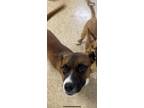 Adopt Paul a Tan/Yellow/Fawn Boxer / Mixed Breed (Medium) / Mixed (short coat)