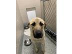 Adopt Badger a Black Anatolian Shepherd / Mixed Breed (Medium) / Mixed (short