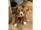 Adopt Spice a Australian Shepherd / German Shepherd Dog / Mixed dog in Battle