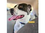 Adopt EMMA a Black - with White Staffordshire Bull Terrier / Mixed dog in