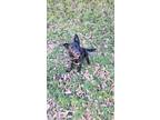 Adopt Pepper a Black - with White Labrador Retriever / Mixed dog in Lubbock