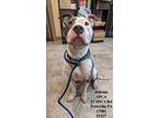Adopt Tortilla a White - with Gray or Silver Pit Bull Terrier / Mixed dog in