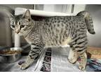 Adopt Petal a Brown Tabby Domestic Shorthair / Mixed Breed (Medium) / Mixed