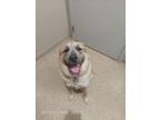 Adopt Stella a Brindle Mixed Breed (Small) / Mixed Breed (Medium) / Mixed (long