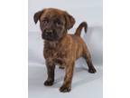 Adopt Ornery a Brindle Bullmastiff / Mixed Breed (Medium) / Mixed (short coat)