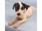 Adopt Cookie Monster a White Manchester Terrier / Mixed Breed (Medium) / Mixed