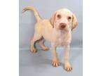 Adopt Nova a Brindle Golden Retriever / Mixed Breed (Medium) / Mixed (short