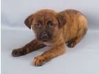 Adopt Ohara a Brindle Bullmastiff / Mixed Breed (Medium) / Mixed (short coat)