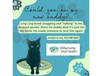 Adopt Ling Ling a Black (Mostly) Siamese / Mixed (short coat) cat in Salem