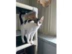 Adopt Franklin a White (Mostly) Domestic Shorthair (short coat) cat in Stanton