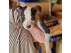Adopt Storm a Brindle - with White American Staffordshire Terrier / Mixed dog in