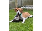 Adopt Tommy a White - with Brown or Chocolate Beagle / Foxhound / Mixed dog in