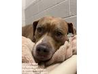Adopt Spice a Brindle - with White Pit Bull Terrier / Mixed dog in Pottsville